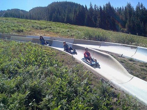 Riders on sleds following one another down a twin-track alpine slide through a summer meadow